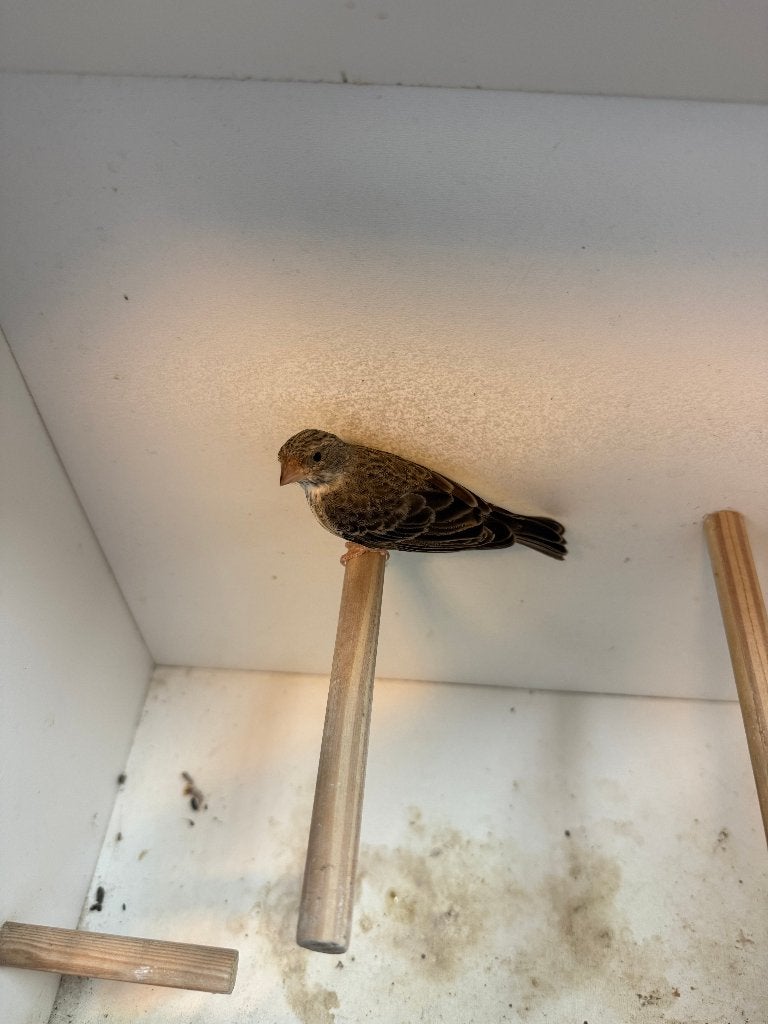 Edelzangers te koop., Meerdere dieren, Tropenvogel, Geringd