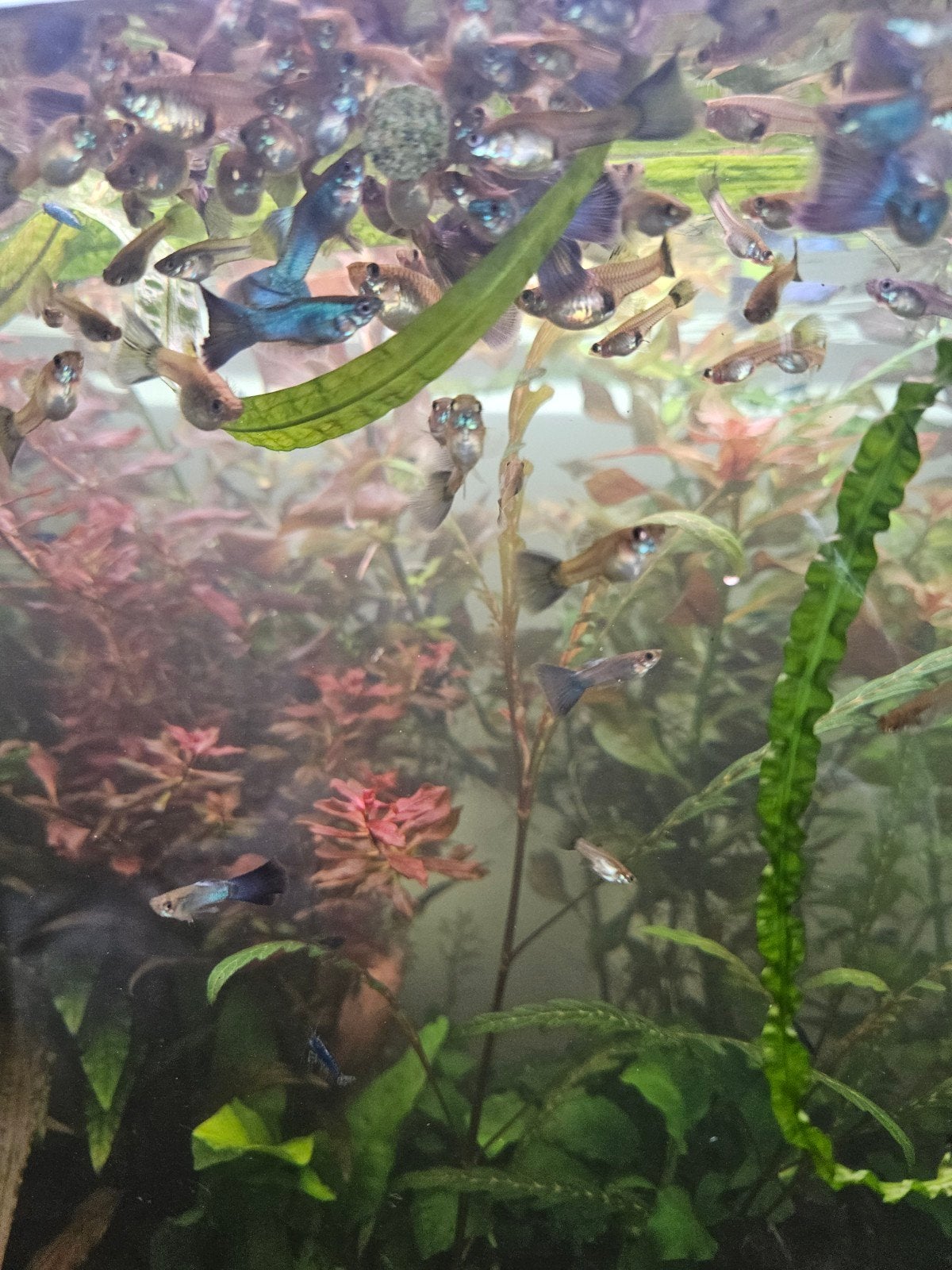 Singa Blue tail guppen uit Thailand, Vis, Zoetwatervis, Schoolvis