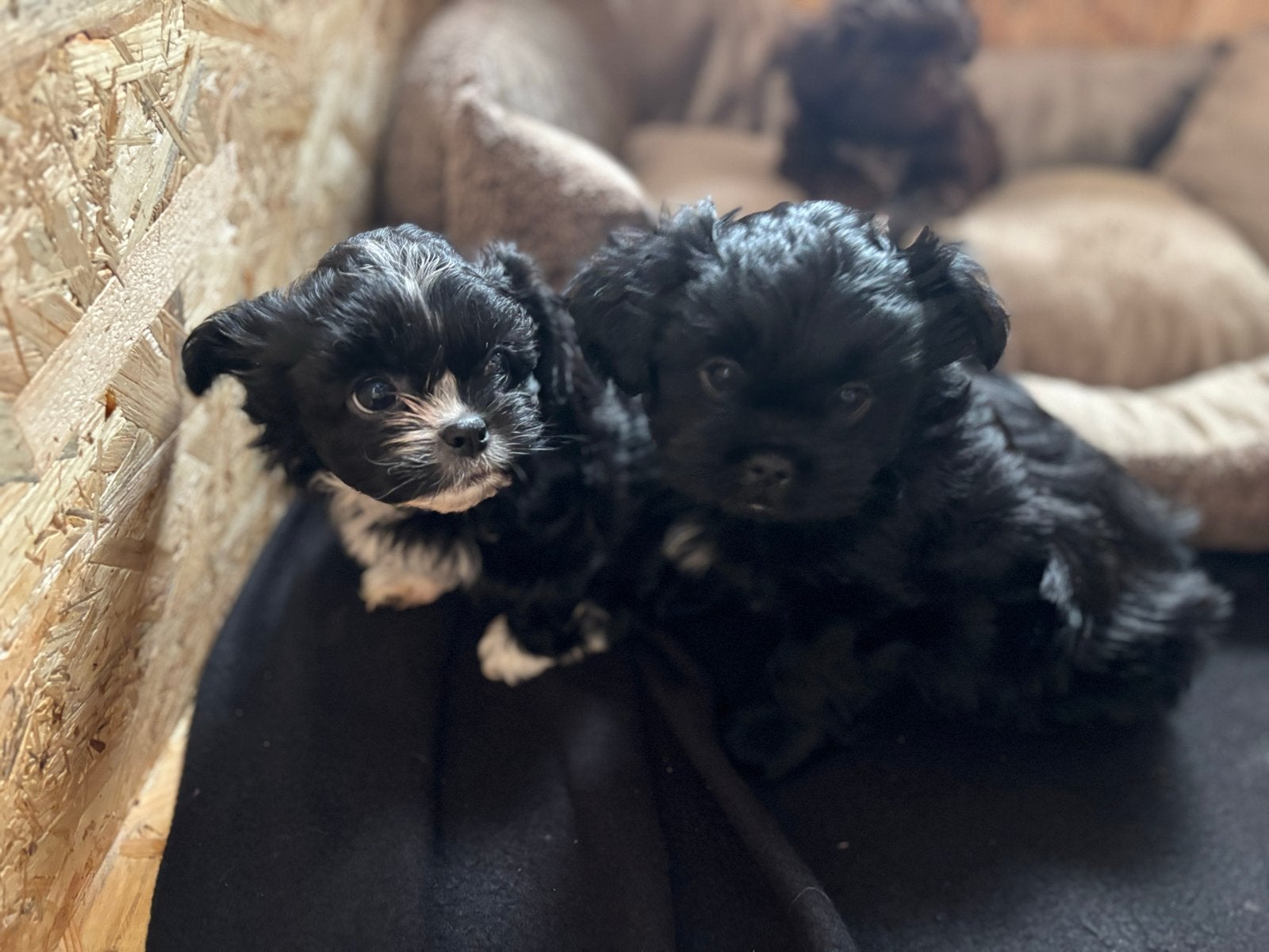 Chipoo pups, Dieren en Toebehoren, Meerdere, Meerdere dieren, Klein, Nederland