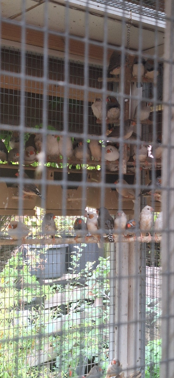 15 koppels zebravinken, Dieren en Toebehoren, Meerdere dieren