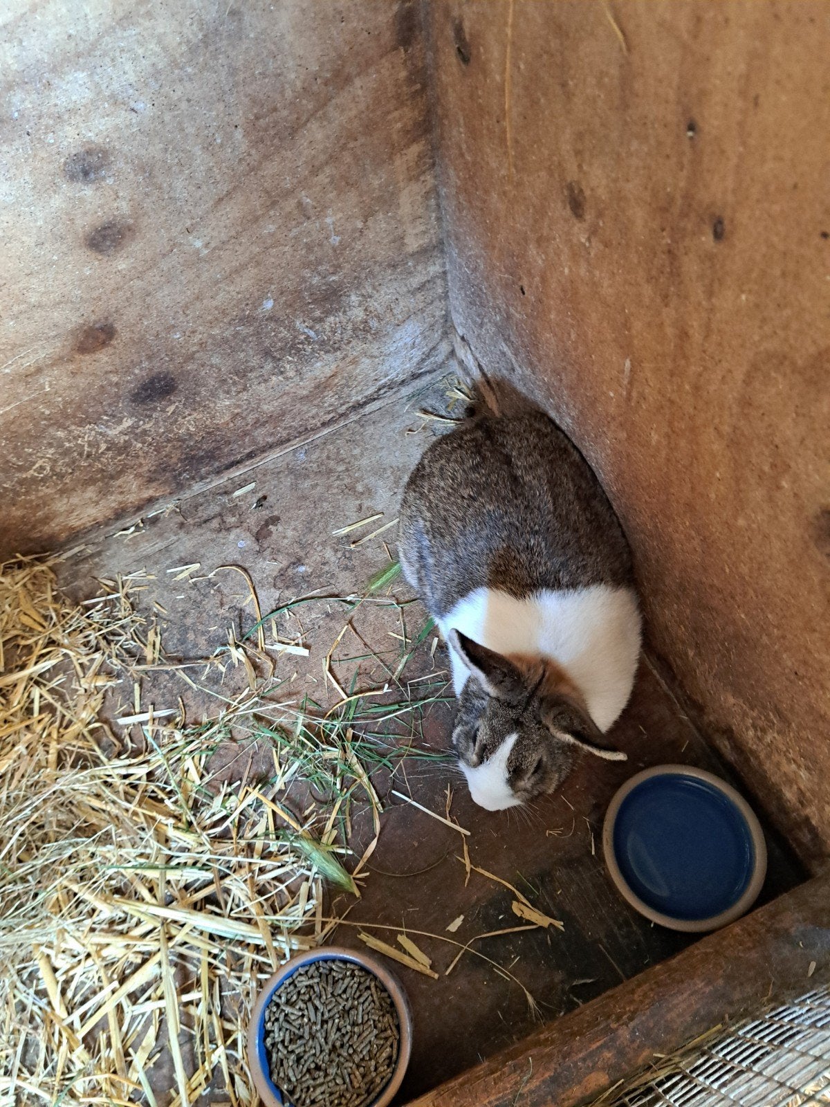 Konijnen, ras hollanders. 5 konijnen., Dieren en Toebehoren, Konijnen, Geslacht onbekend