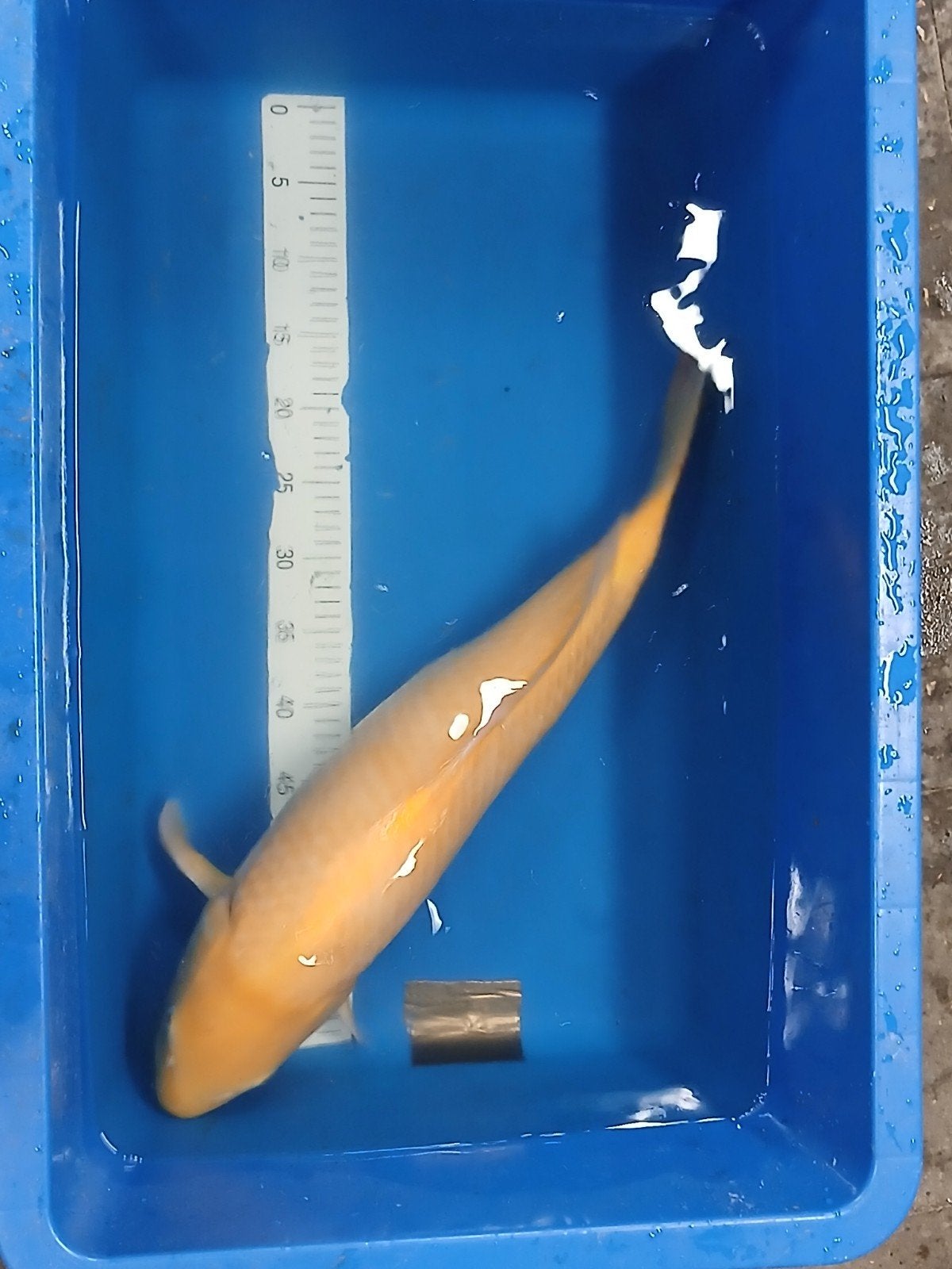 karassi top kwalitijd 3,5 jaar 64+ red eyes, Karper of Koi