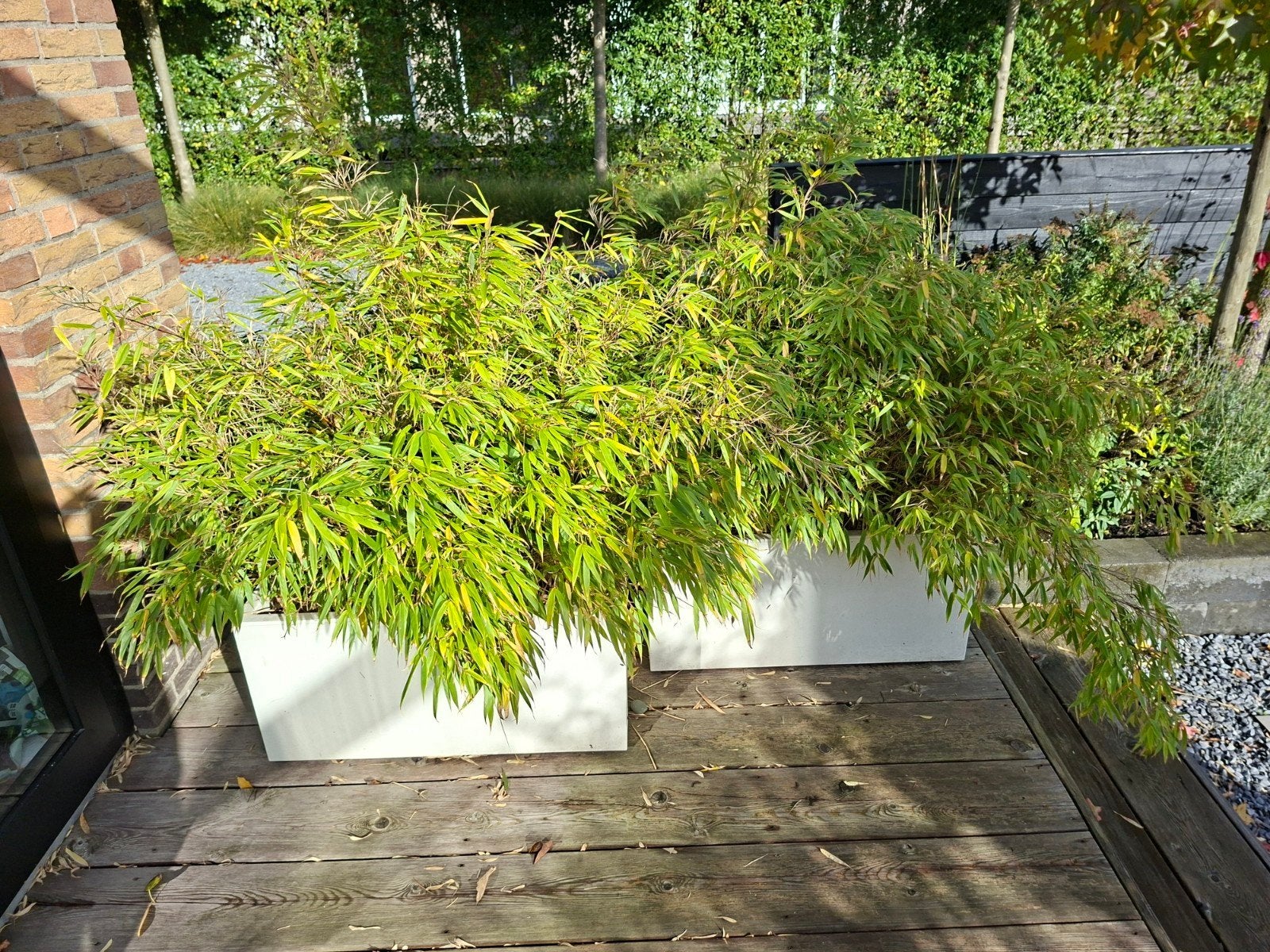 2 witte kunststof bakken op wielen met bamboeplanten, Ophalen, Kunststof, Gebruikt, 100 cm of meer