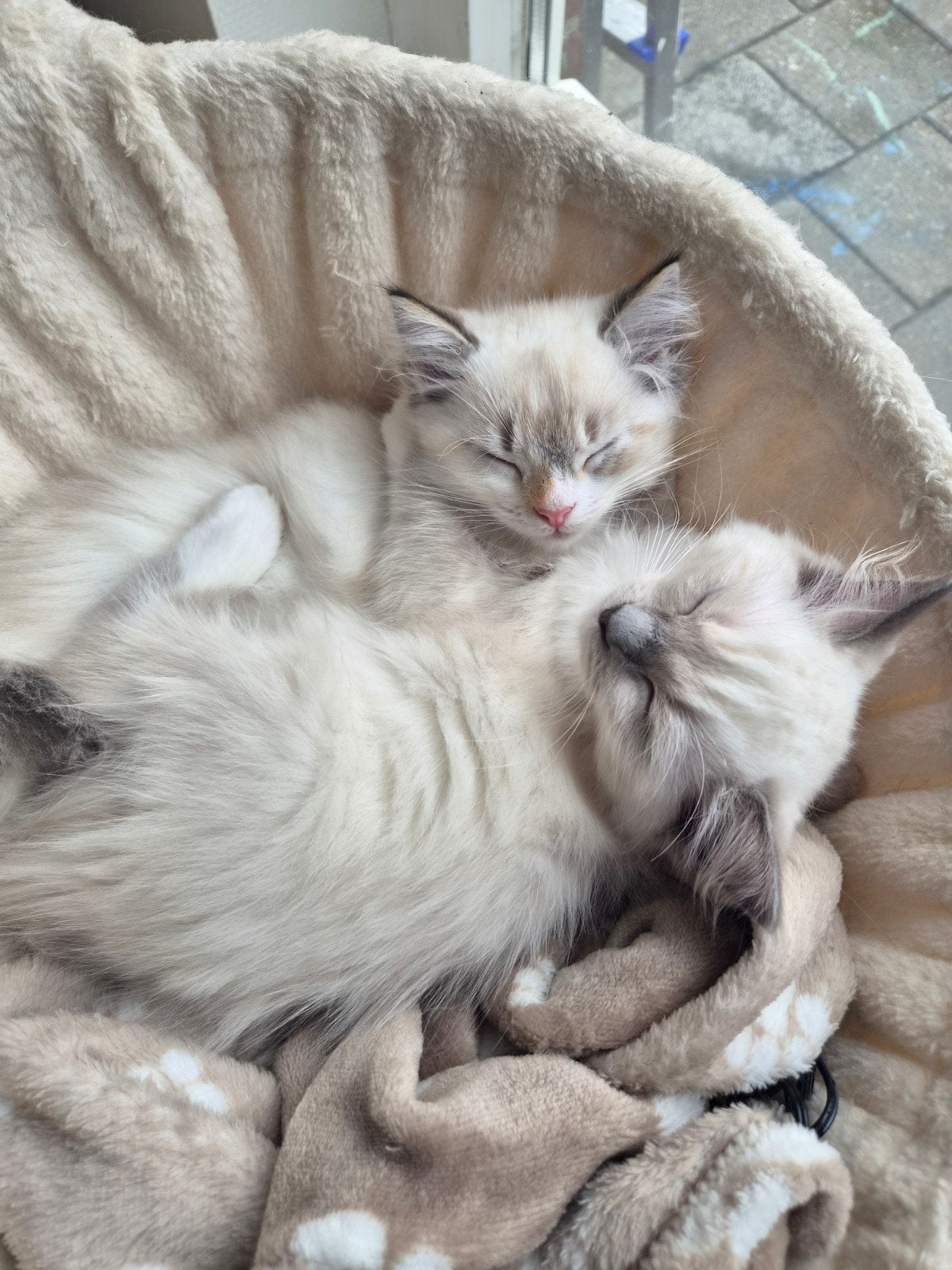 Britse langhaar x Ragdoll nog 2 poesjes beschikbaar, Meerdere dieren, Ontwormd, 0 tot 2 jaar