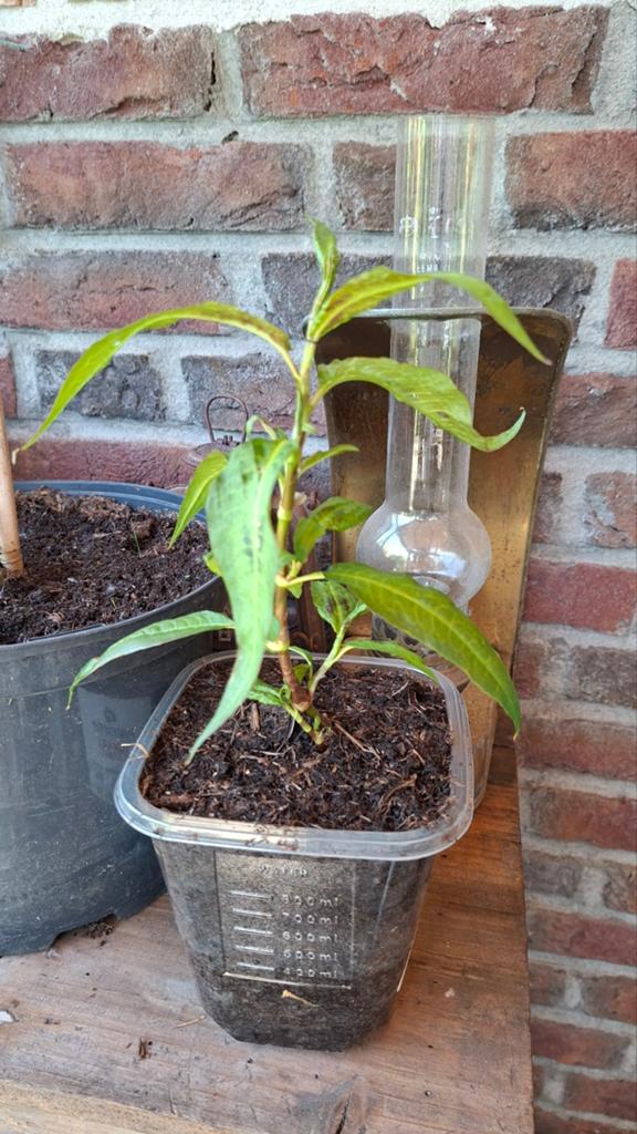 Vietnamese Koriander - biologisch, Ophalen, Vaste plant, Kruiden, Volle zon