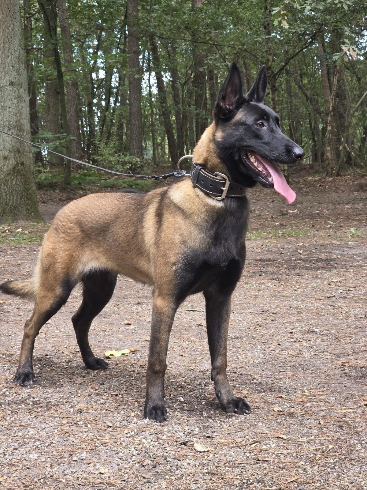 mechelse herder, Dieren en Toebehoren, 15 weken tot 1 jaar, Teef, Eén hond, Herder