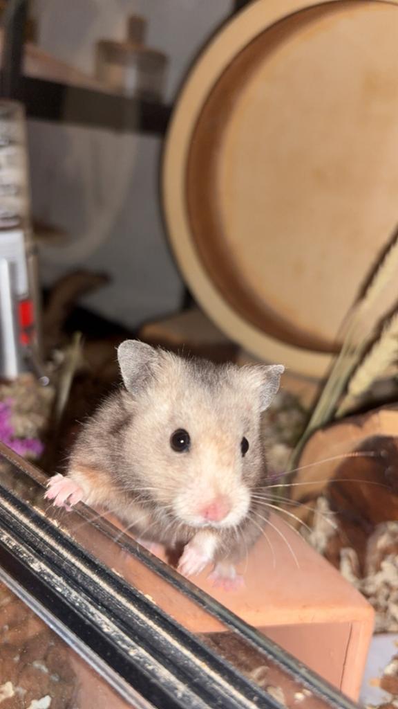 Syrische hamster Grumpy, Dieren en Toebehoren, Knaagdieren, Mannelijk, Hamster, Januari