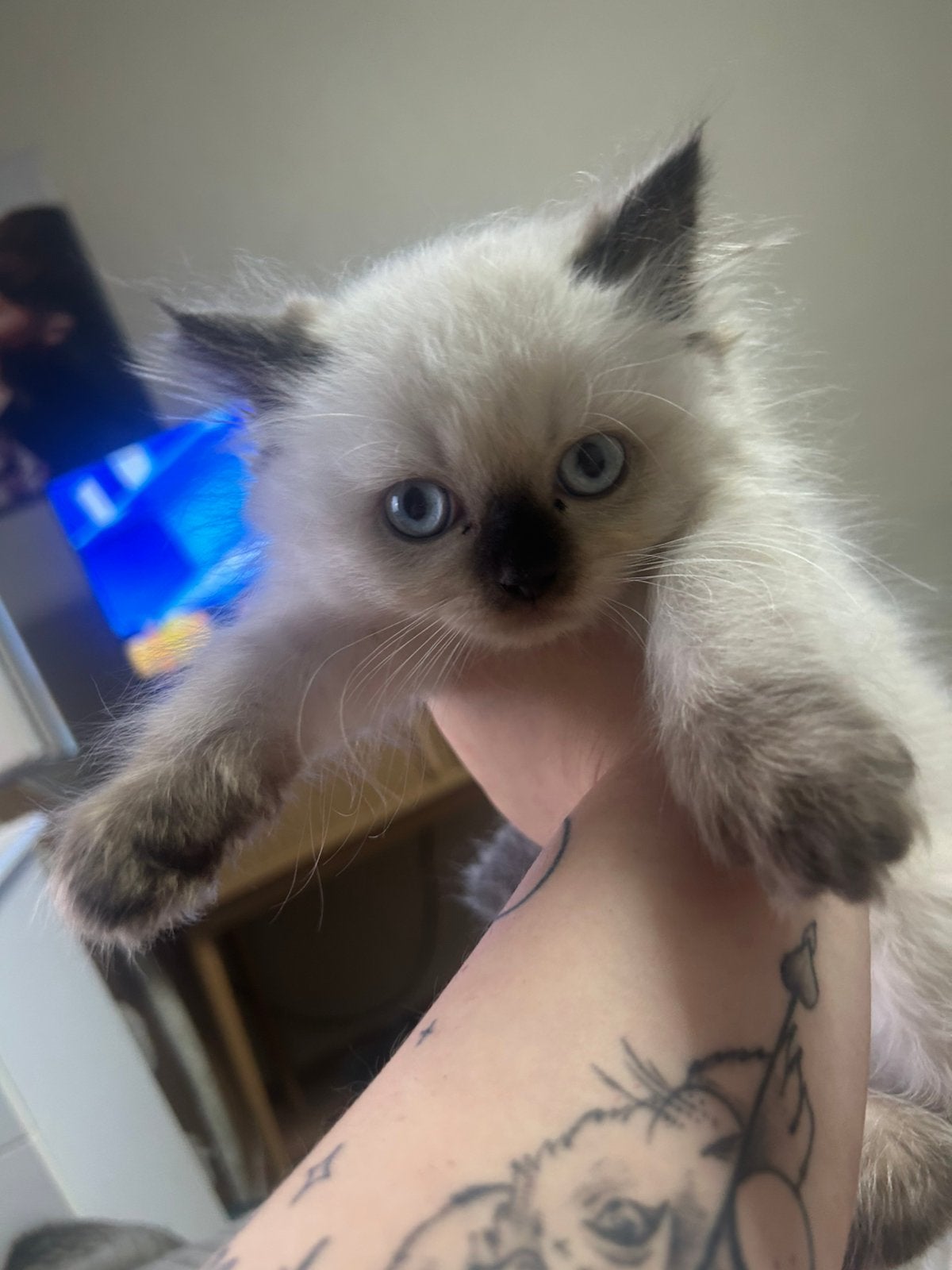 Zeldzame cinnamon point britse langhaar kitten, Dieren en Toebehoren, Katten en Kittens | Raskatten | Langhaar, Kater, 0 tot 2 jaar