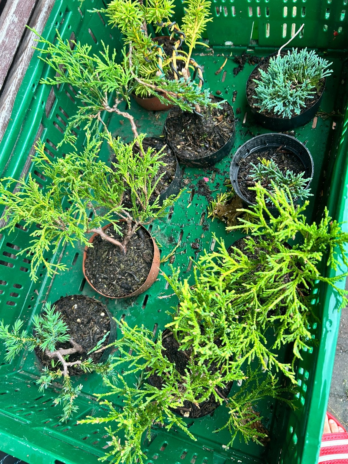 Mame Bonsai, Ophalen, Overige soorten, Volle zon