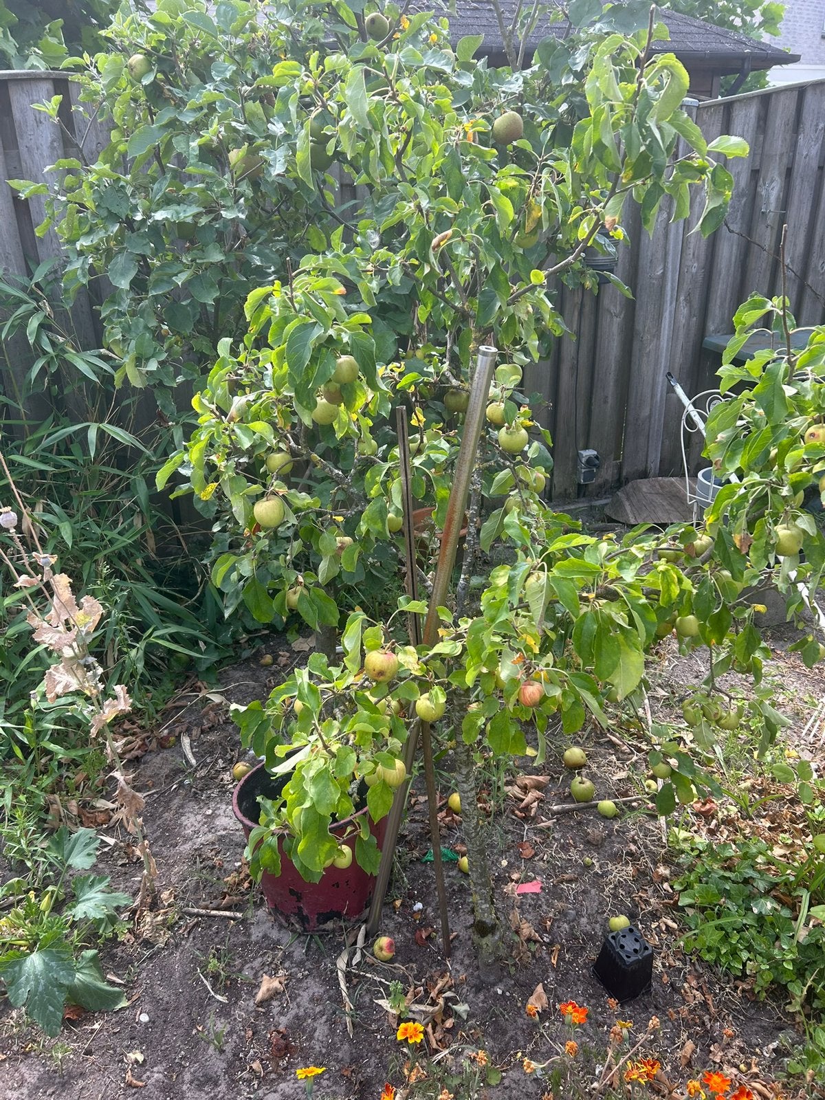Fruitbomen uitsteken, Ophalen of Verzenden