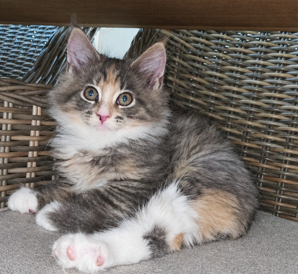 prachtig raszuiver Maine Coon poesje, Dieren en Toebehoren, Poes, Gechipt, 0 tot 2 jaar