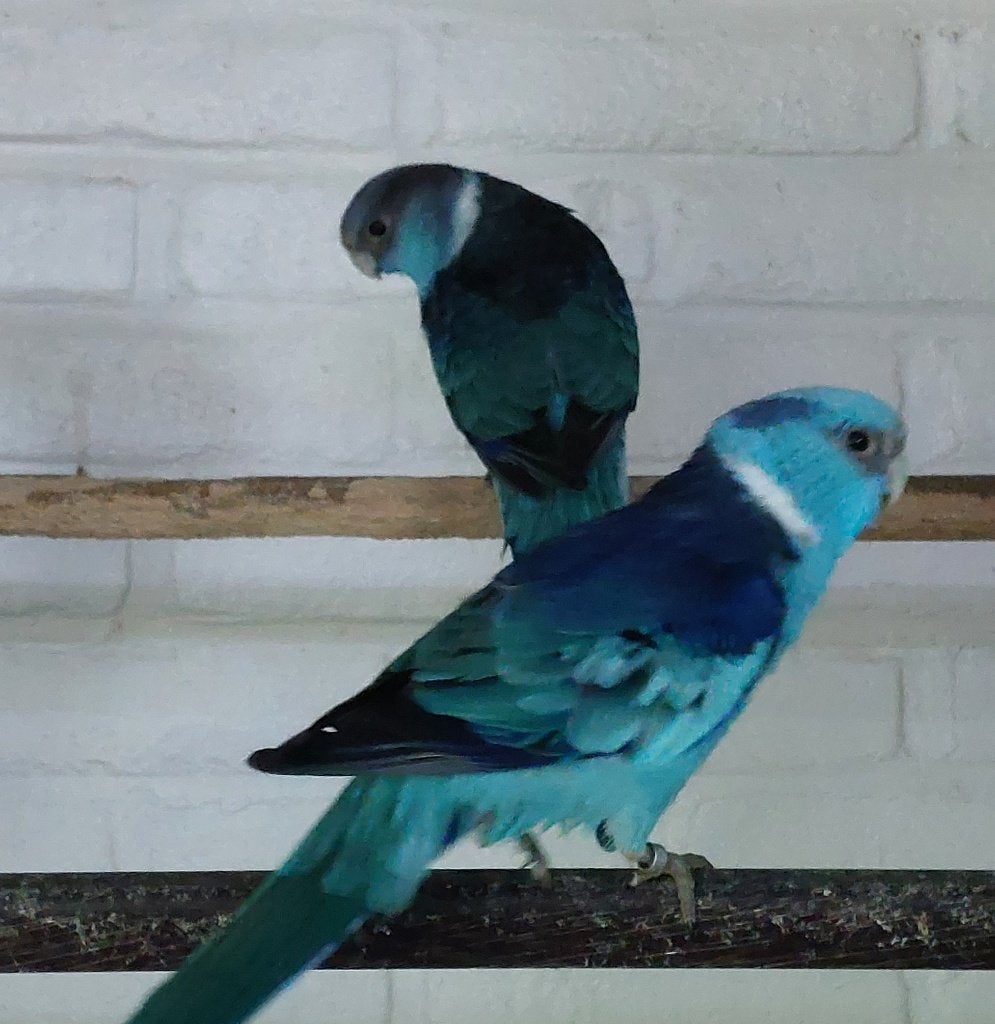 Te Koop >  Blauwe Barnhard Parkiet, Dieren en Toebehoren, Vogels | Parkieten en Papegaaien, Mannelijk, Parkiet, Geringd