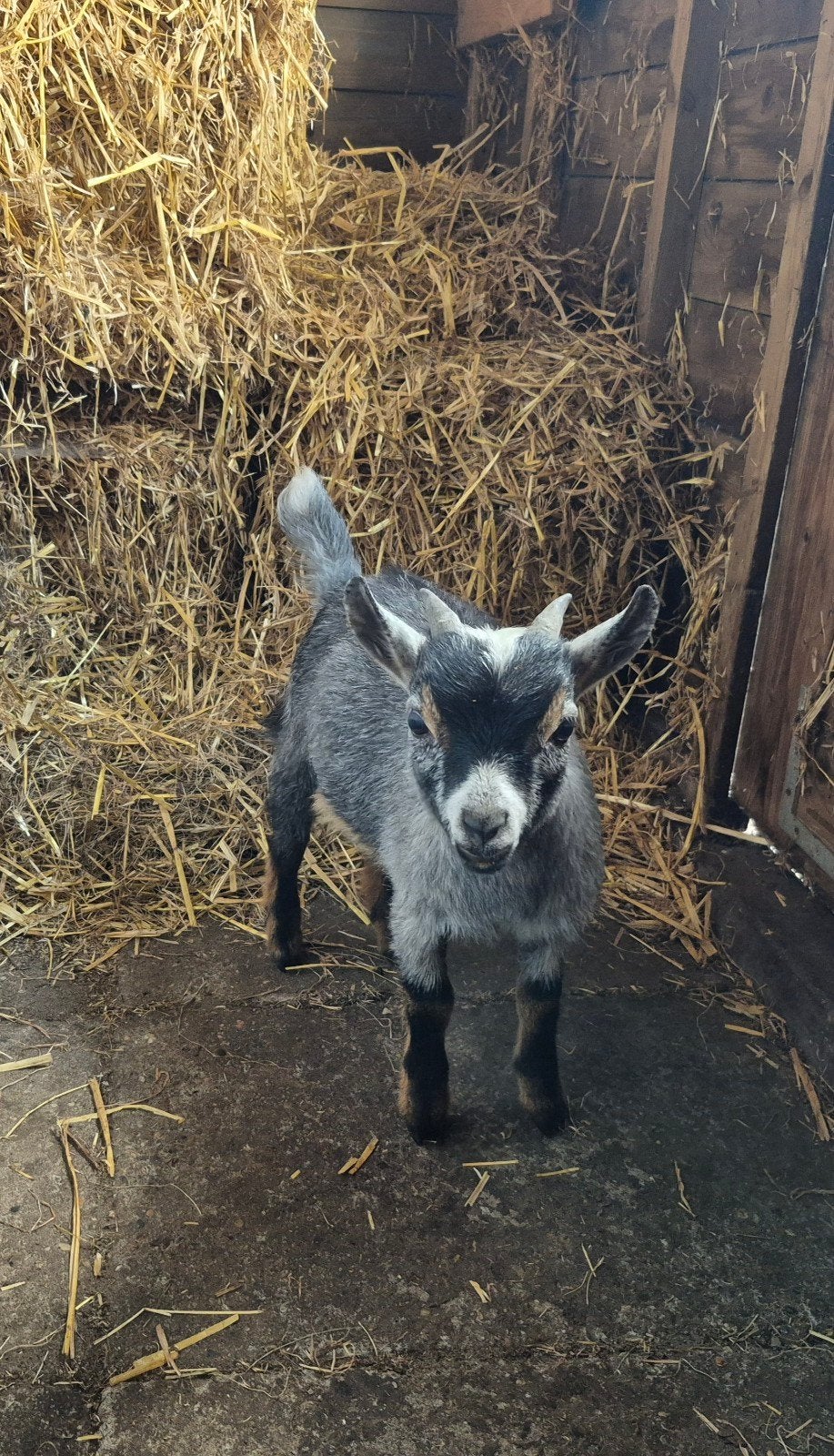 Mooi blauwschimmel dekbokje, Dieren en Toebehoren, Mannelijk, Geit, 0 tot 2 jaar