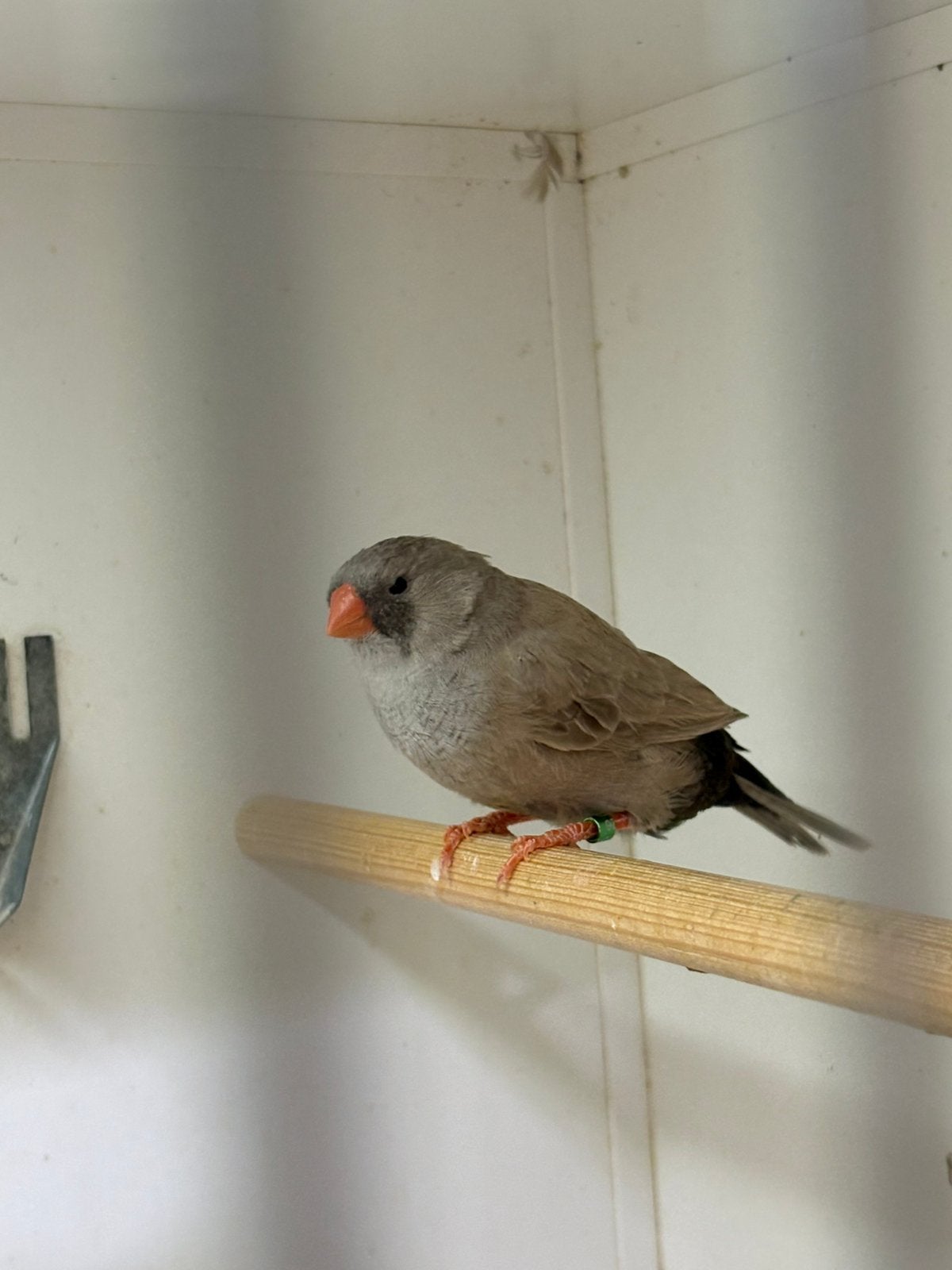 Zebravink, Vrouwelijk, Geringd