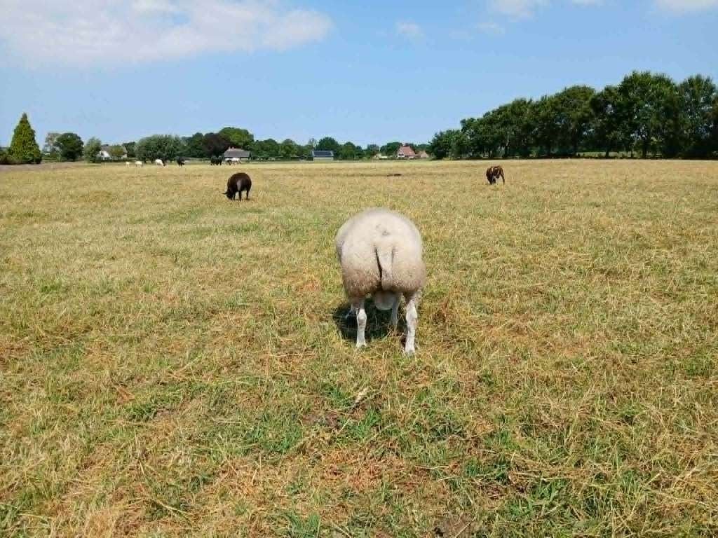 Texelaar rammen, Dieren en Toebehoren, Mannelijk, Schaap, 0 tot 2 jaar