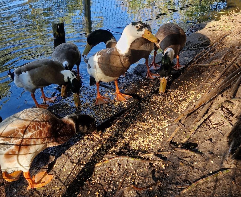 Loopeenden, woerden, Dieren en Toebehoren, Pluimvee, Mannelijk, Eend
