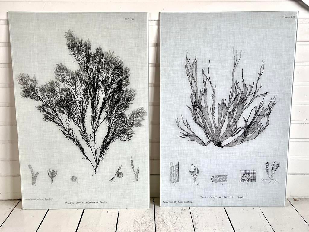 Set van twee zeewier afbeeldingen op glas, Ophalen, 75 cm of meer, 50 tot 75 cm, Print