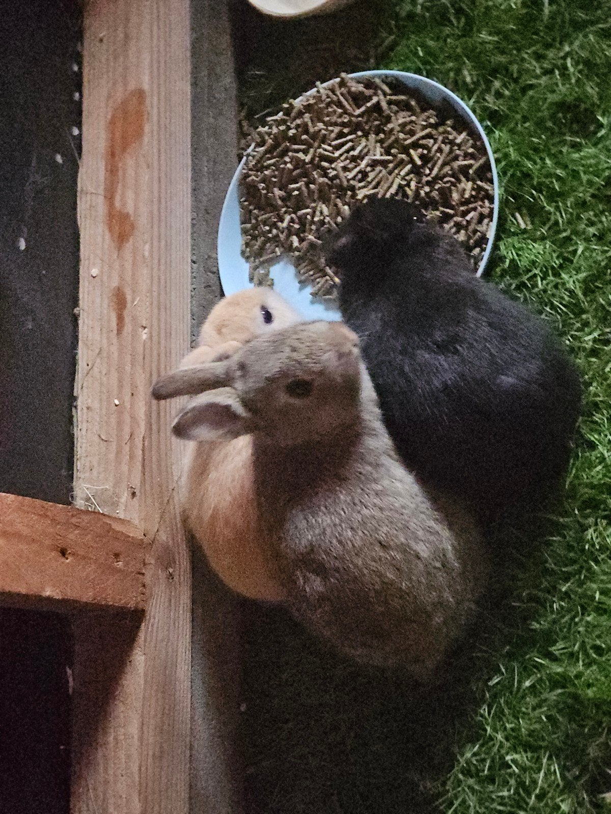 4 jonge dwergkonijnen, Dieren en Toebehoren, Knaagdieren en Konijnen | Hokken en Kooien, 110 cm of meer, Nieuw, Hok, Ophalen