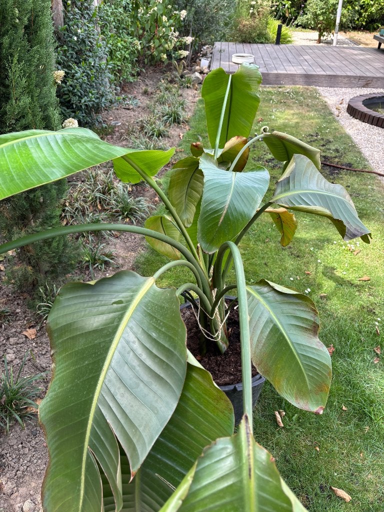Kamerplant Strelitzia nicolai, Huis en Inrichting, Kamerplanten, Ophalen, 100 tot 150 cm, Overige soorten, Halfschaduw