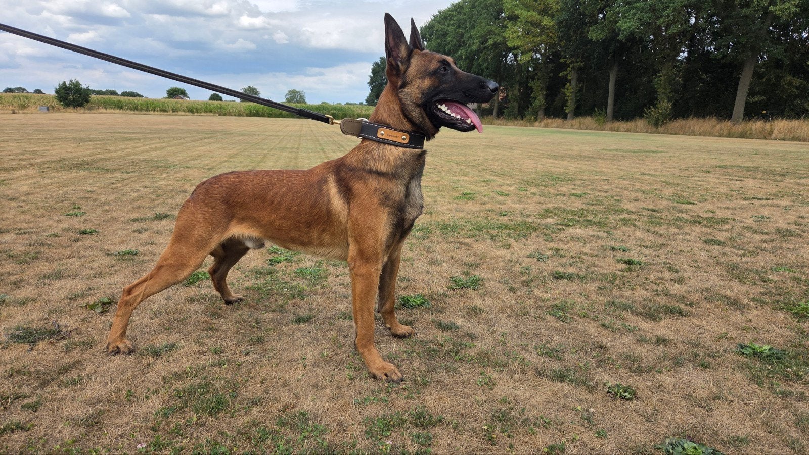 mechelse herder, reu 1,5 jaar, Dieren en Toebehoren, Honden | Herdershonden en Veedrijvers, Parvo, Reu, 1 tot 2 jaar, Eén hond