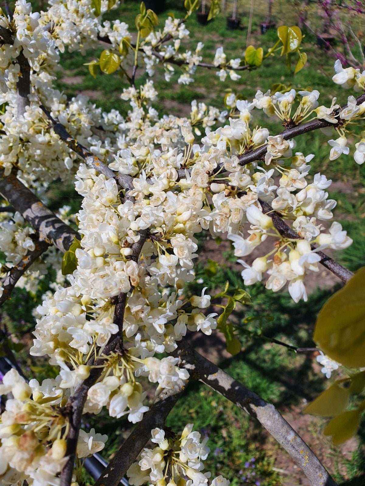 Cercis canadensis Vanilla Twist / Judasboom treurvorm ‼️‼️, Tuin en Terras, Planten | Bomen, Lente, 100 tot 250 cm, Ophalen, In pot