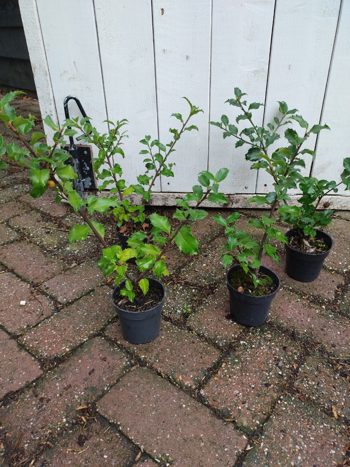 Ilex meserveae Blue Princess en Blue Prince. haagplanten P9, Tuin en Terras, Ophalen of Verzenden, Hulst, Haag, Minder dan 100 cm
