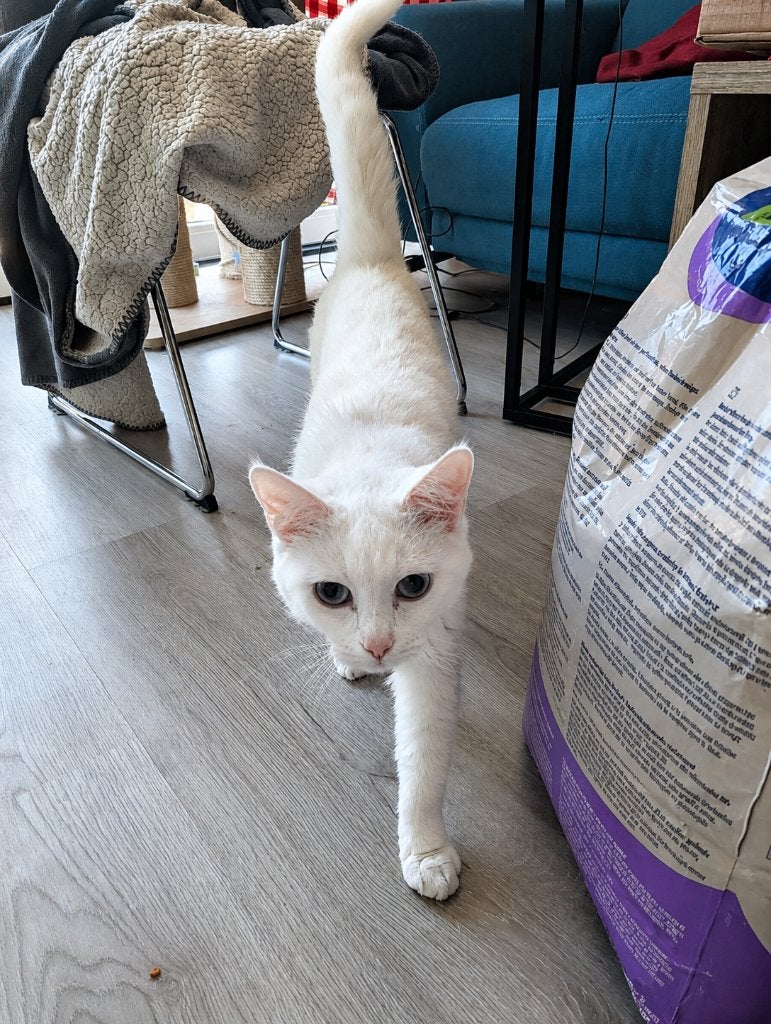 Ter adoptie via opvang: Bella Turkse Angora poes, Dieren en Toebehoren, Poes, Gechipt, 0 tot 2 jaar