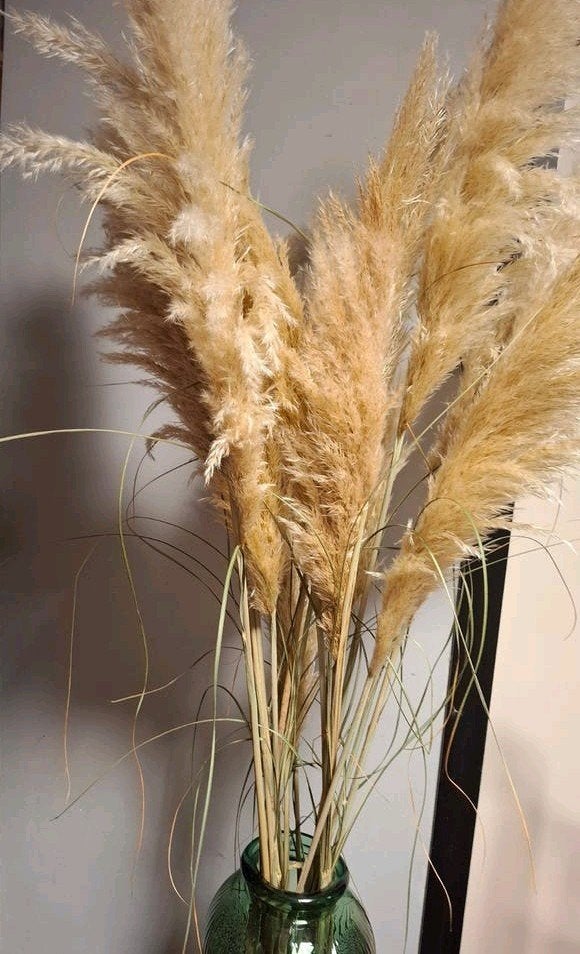 Bos pampaspluimen, Ophalen, Beige, Boho, Zo goed als nieuw
