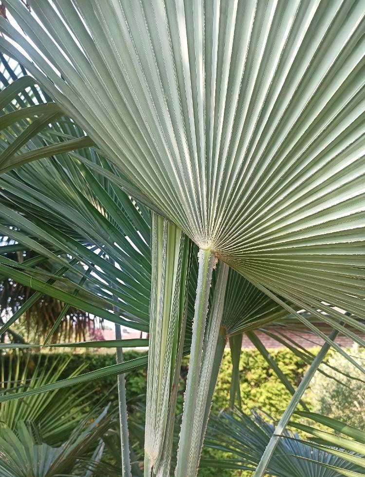 T. Princeps x Fortunei hybride Palm 6,5L pot, Ophalen of Verzenden, Overige soorten