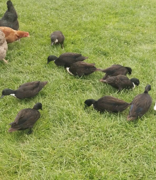 Koppel zwarte kwakers te koop, Meerdere dieren, Eend