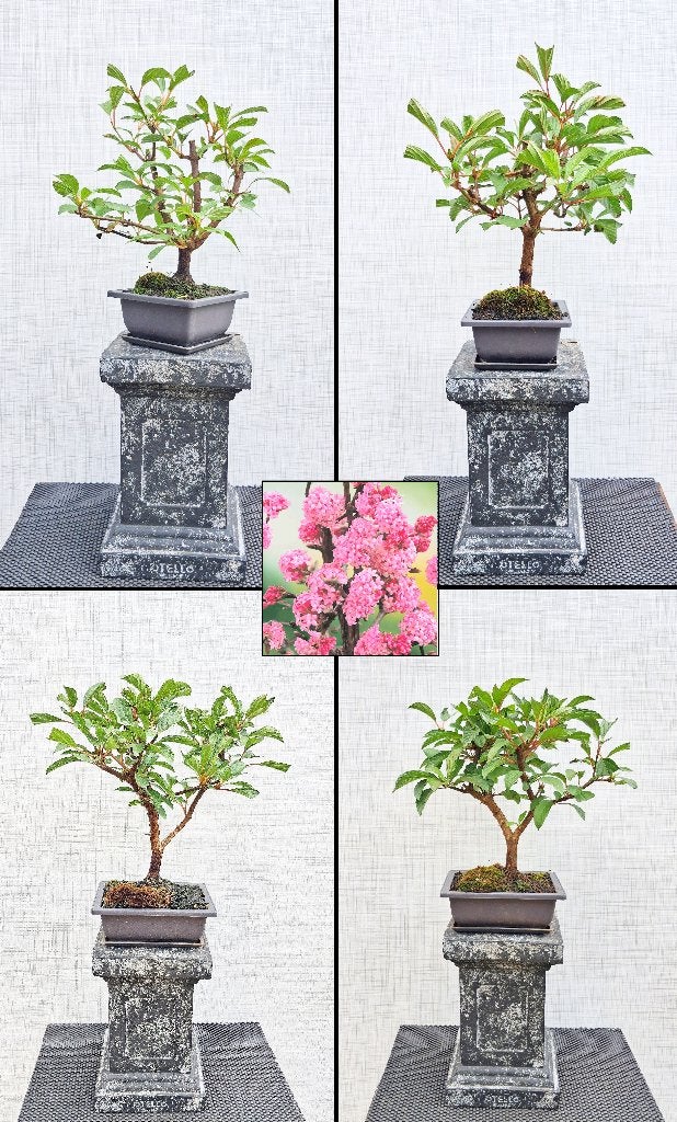 4 Bonsai Viburnum Botnantense Dawn- Wintersneeuwbal, Tuin en Terras, Planten | Bomen, In pot, Halfschaduw, Lente, Minder dan 100 cm