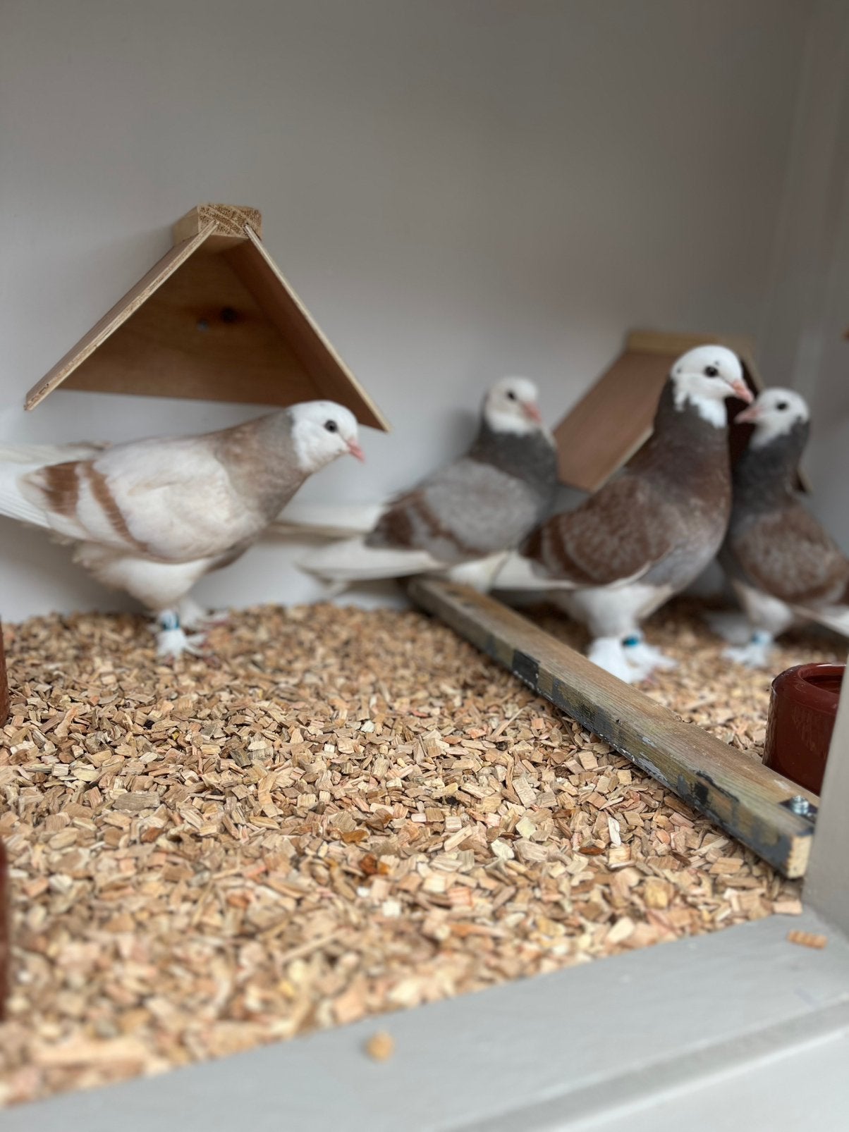 Tuimelaar Duiven, Meerdere dieren, Tuimelaar of Roller