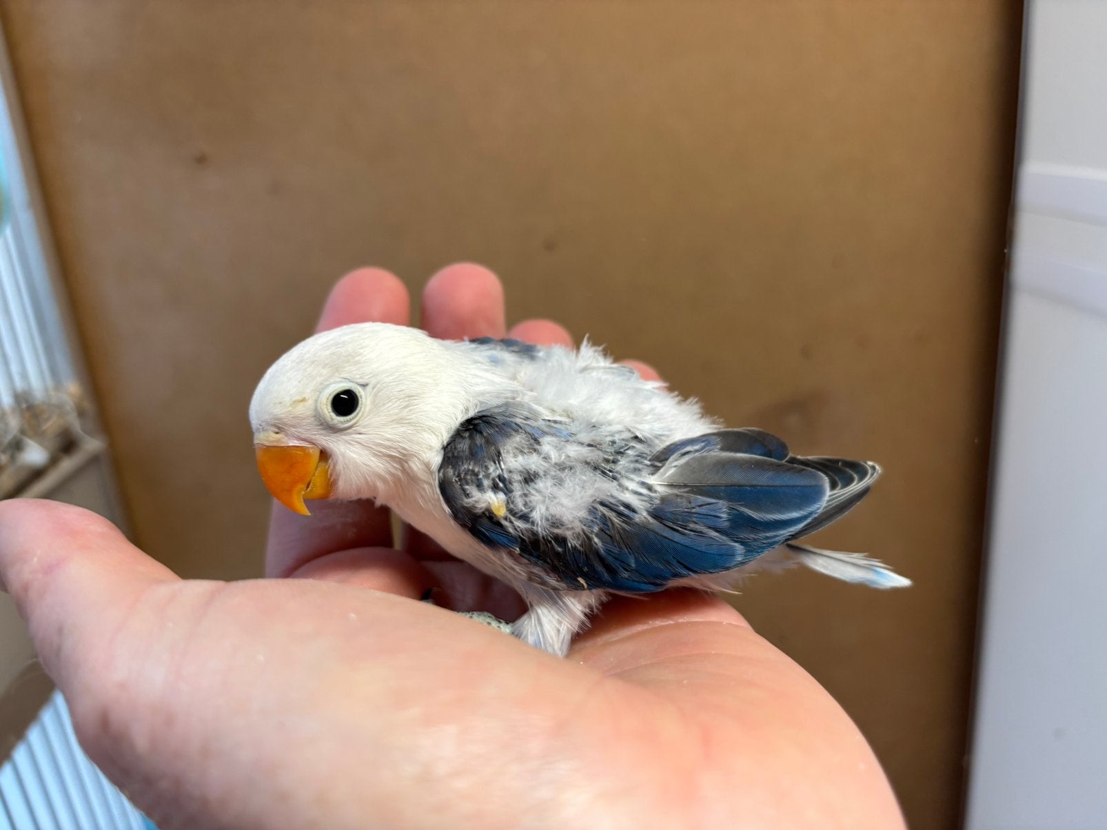 LEUKE JONGE BLAUWE AGAPORNIS FISCHERI DWERGPAPEGAAITJES, Meerdere dieren, Dwergpapegaai of Agapornis