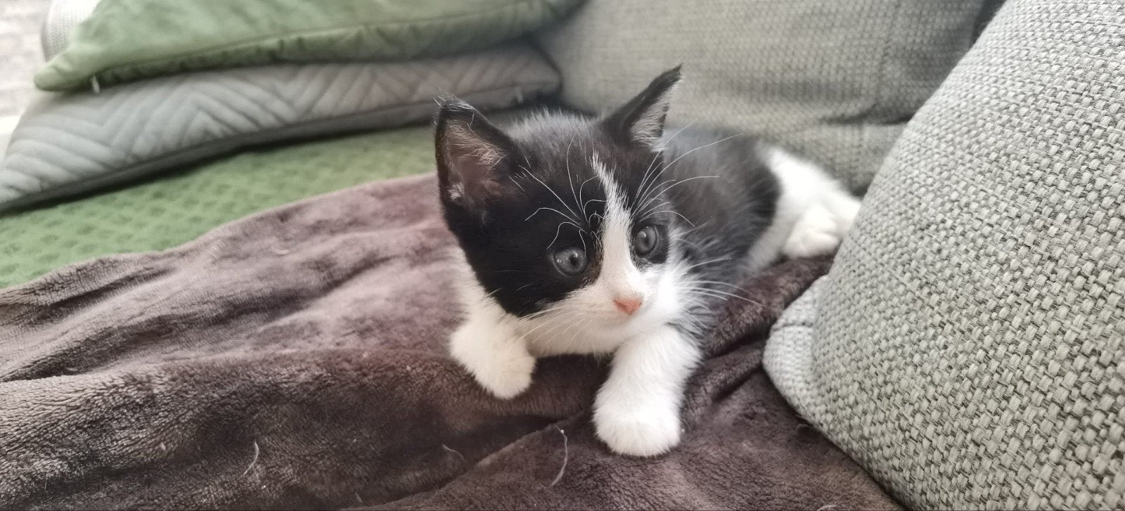 Schattige kitten zoekt een liefdevol thuis ️, Dieren en Toebehoren, Katten en Kittens | Overige Katten