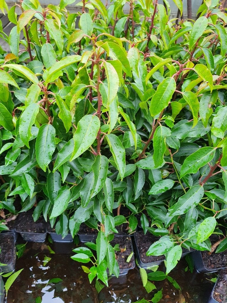 Mooie Portugese Laurier 60-80 cm hoog, Tuin en Terras, Planten | Struiken en Hagen, Ophalen of Verzenden, Laurier, Haag, Minder dan 100 cm