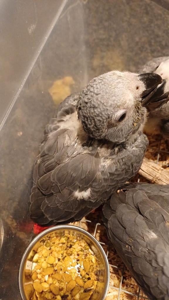 Grijze roodstaarten 1tje nog, Dieren en Toebehoren, Parkiet