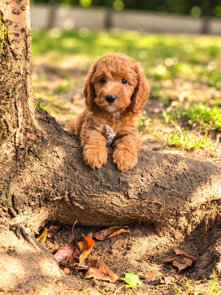 prachtige cockapoo pups bij ons geboren!!, Dieren en Toebehoren, België, CDV (hondenziekte), 8 tot 15 weken, Geslacht onbekend