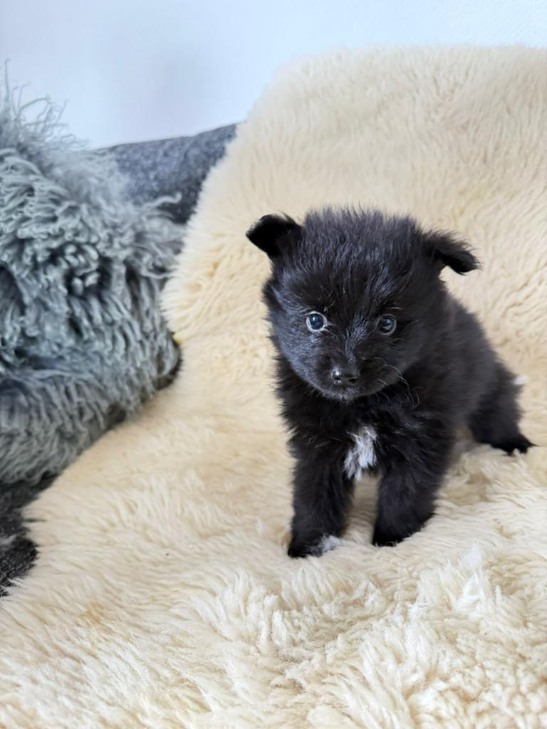 Pomeriaan puppy’s, Dieren en Toebehoren, Honden | Niet-rashonden, 8 tot 15 weken, Parvo, Meerdere dieren, Eén hond