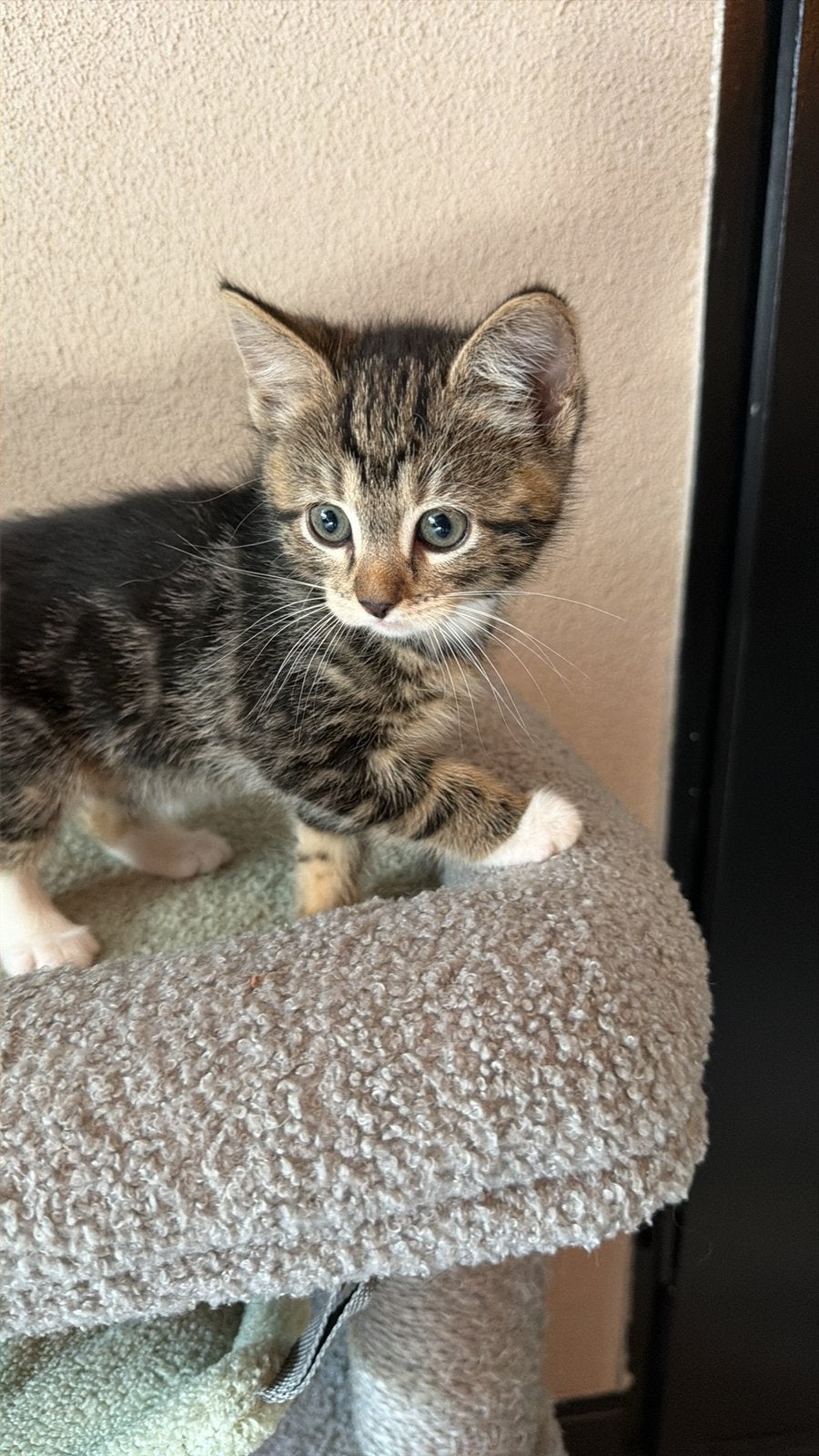 Kittens, Dieren en Toebehoren, Poes