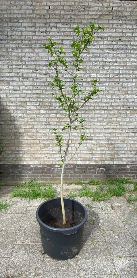Hibiscusstruik 180 cm, Ophalen, Overige soorten, 100 tot 250 cm