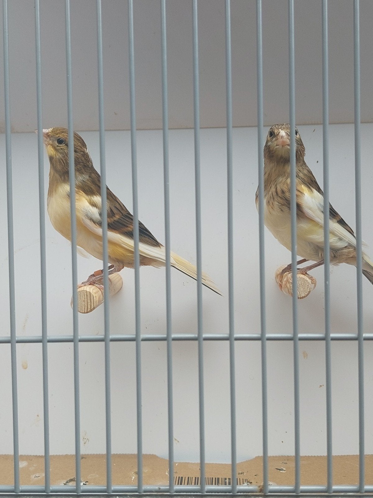 Mooie koppel bonte kanaries 2026 ., Dieren en Toebehoren, Vogels | Kanaries, Meerdere dieren, Kleurkanarie