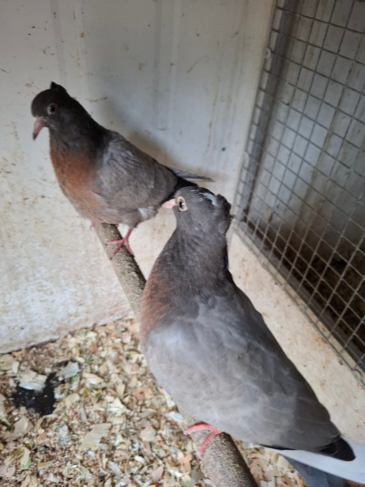 Jonge vinkduiven, Dieren en Toebehoren, Meerdere dieren, Overige soorten