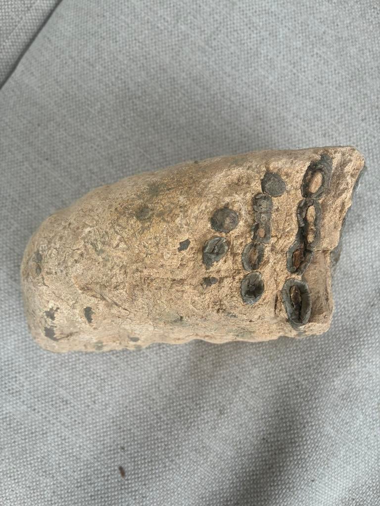 Mammoet kies. -  Fossiel., Verzamelen, Mineralen en Fossielen, Ophalen of Verzenden, Fossiel