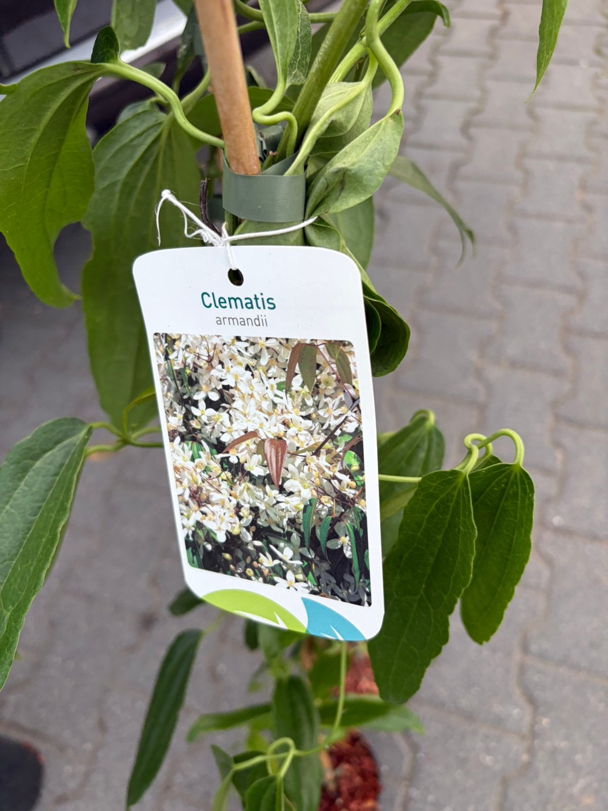 Clematis groenblijvend bloeit met witte bloemen, Overige soorten, Lente, 100 tot 250 cm, Ophalen