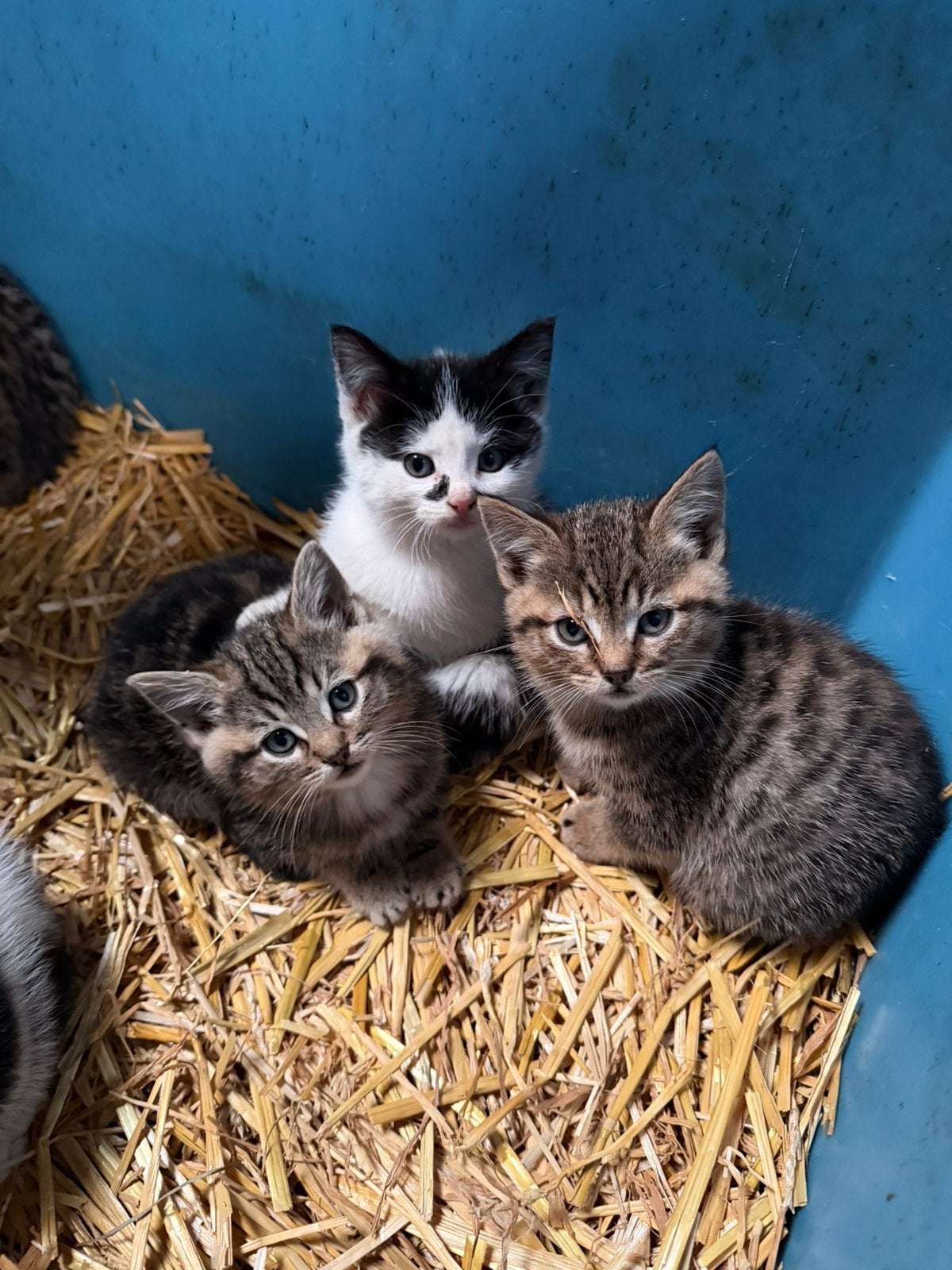 Lieve boerderij kittens, Dieren en Toebehoren, Meerdere dieren