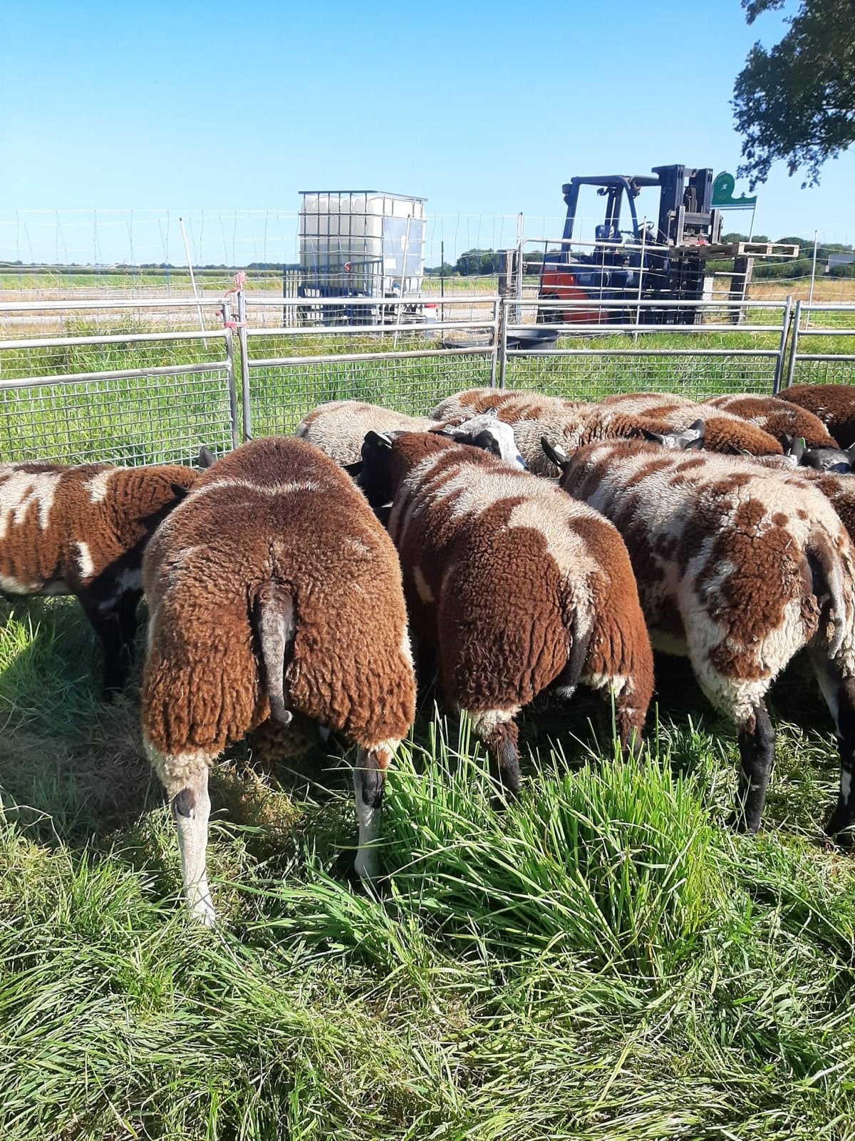 Bonte dekrammen, Meerdere dieren, Schaap
