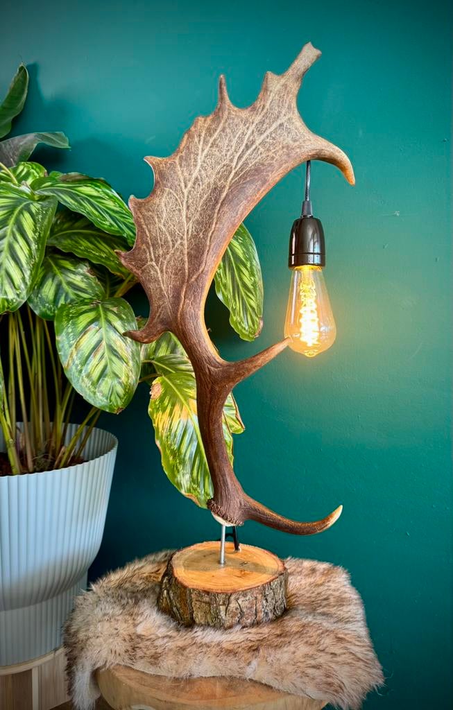 Echt hertengewei lamp, Ophalen, Nieuw, Overige materialen, 50 tot 75 cm