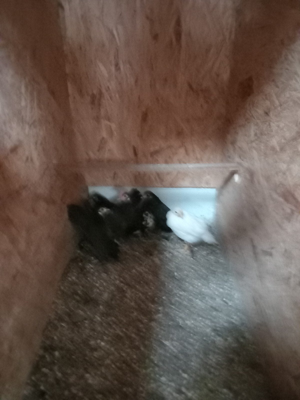 5 fryske hintjes, Vrouwelijk