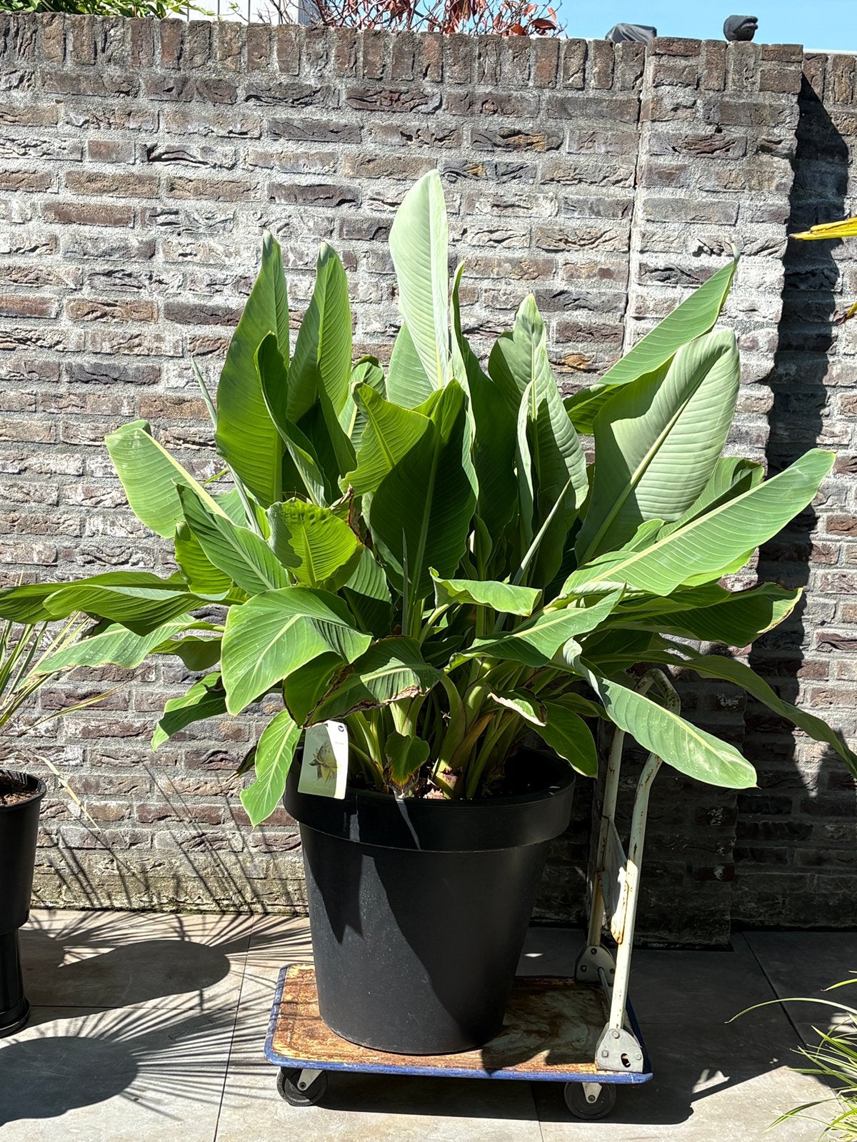 Schitterende zeer volle musella lasiocarpa banaan in pot!!, Ophalen, Overige soorten, In pot, Halfschaduw