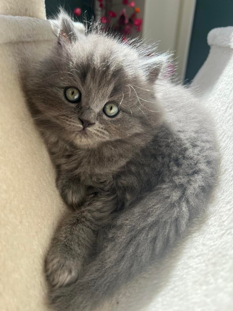 Britse langhaar x ragdoll kittens, Dieren en Toebehoren, Katten en Kittens | Raskatten | Langhaar, Meerdere dieren, Ontwormd, 0 tot 2 jaar